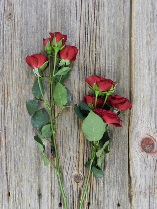 RED MIKADO  SPRAY ROSES